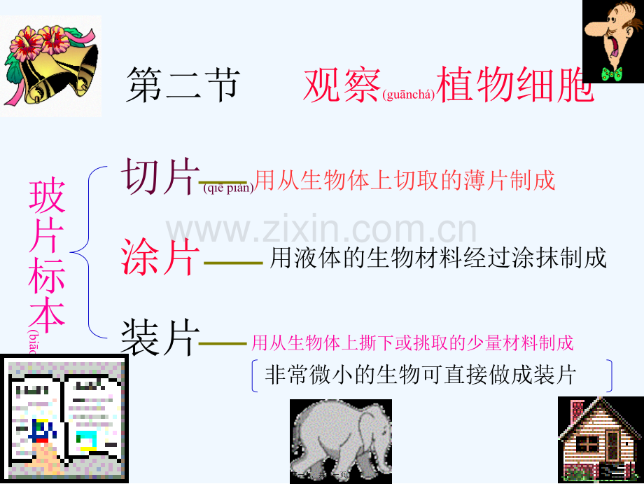 第二节观察植物细胞.ppt_第1页