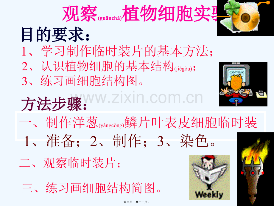 第二节观察植物细胞.ppt_第2页