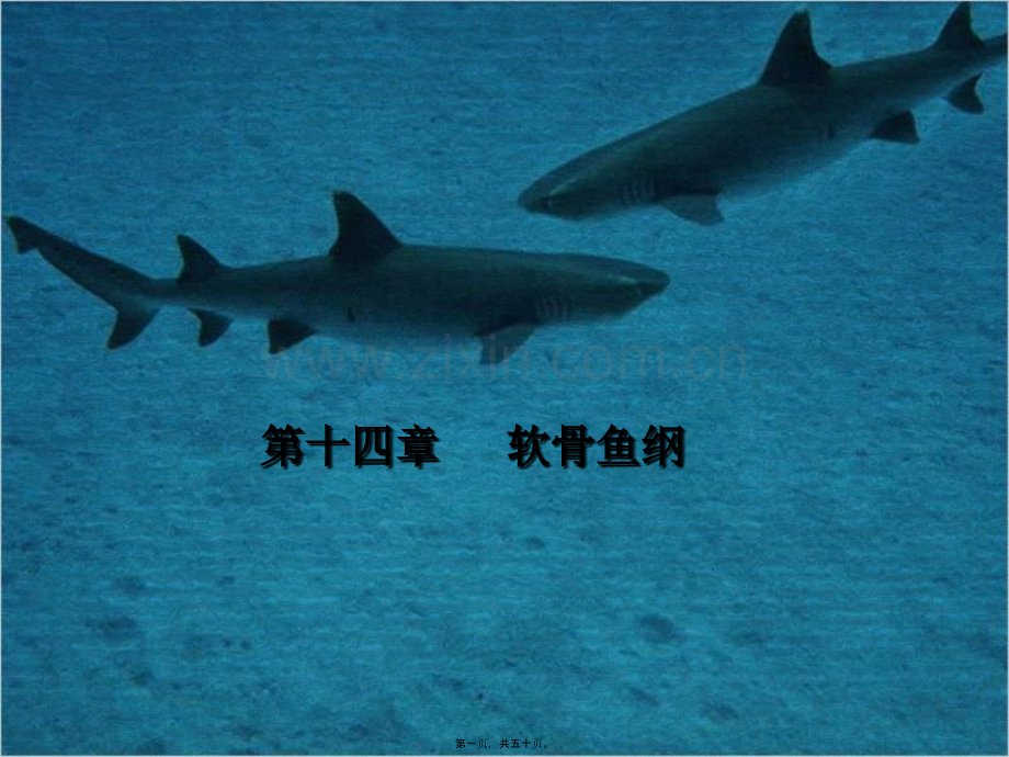 第十四章-----软骨鱼纲.ppt_第1页