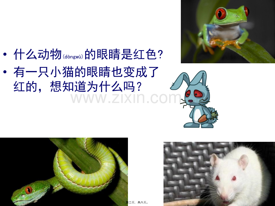 红眼咪咪.ppt_第2页
