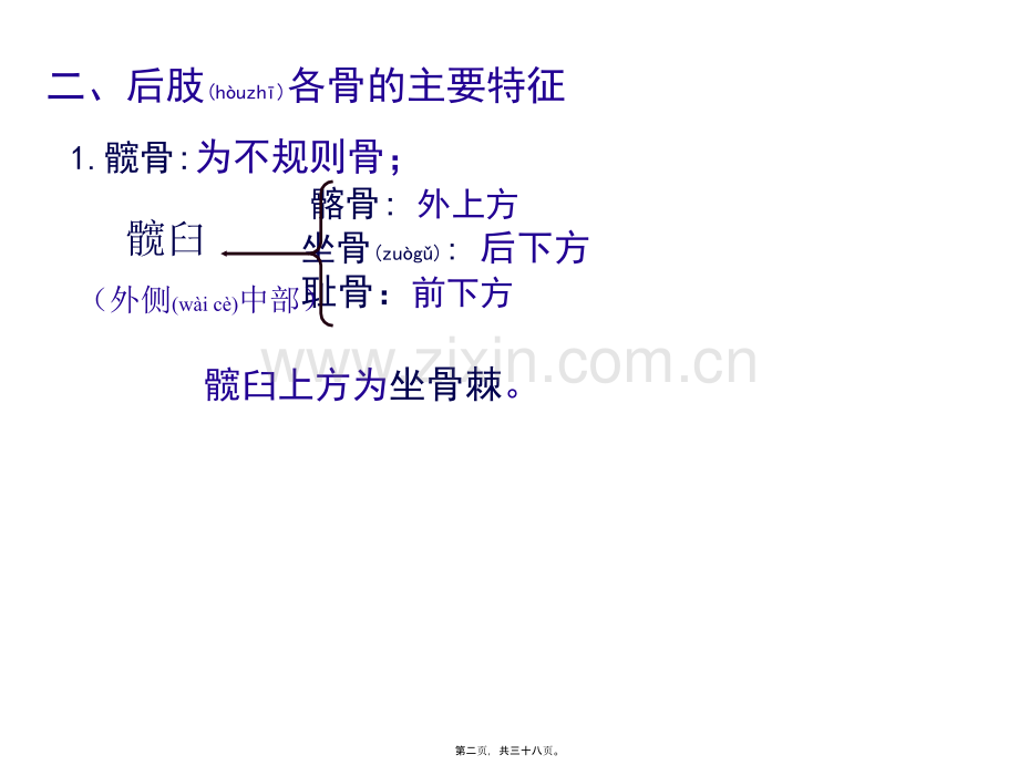 第五节-后肢骨及其连结.ppt_第2页