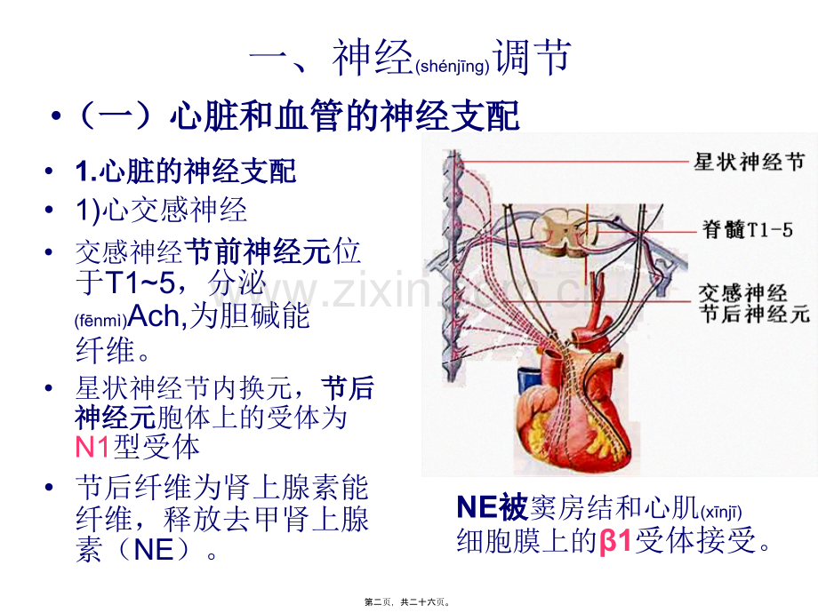 第三节心血管活动调节.ppt_第2页
