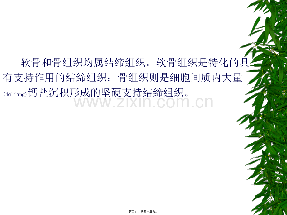 第四章-软骨与骨.ppt_第2页