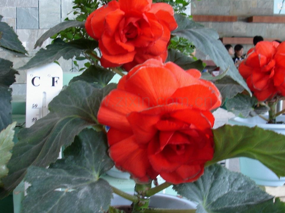 第三章-药效学2.ppt_第2页