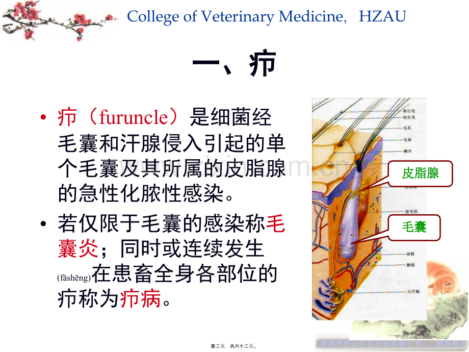 第二章外科局部感染.ppt_第2页