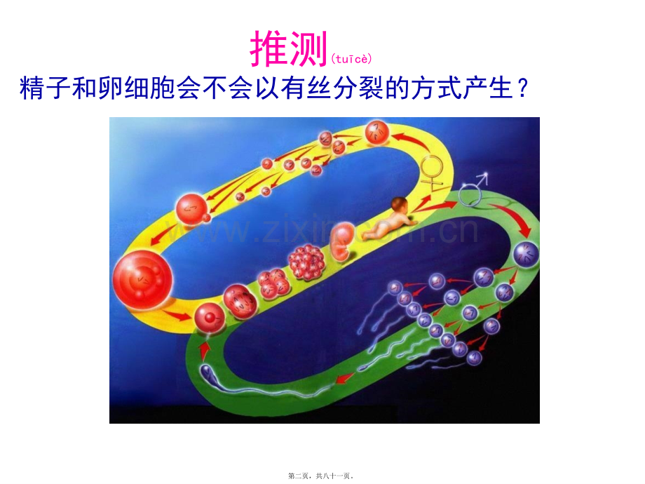 精子与卵细胞的形成.ppt_第2页