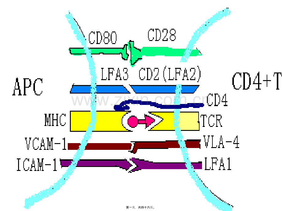 第十二篇淋巴细胞的抗原受体及辅助分子.ppt_第1页