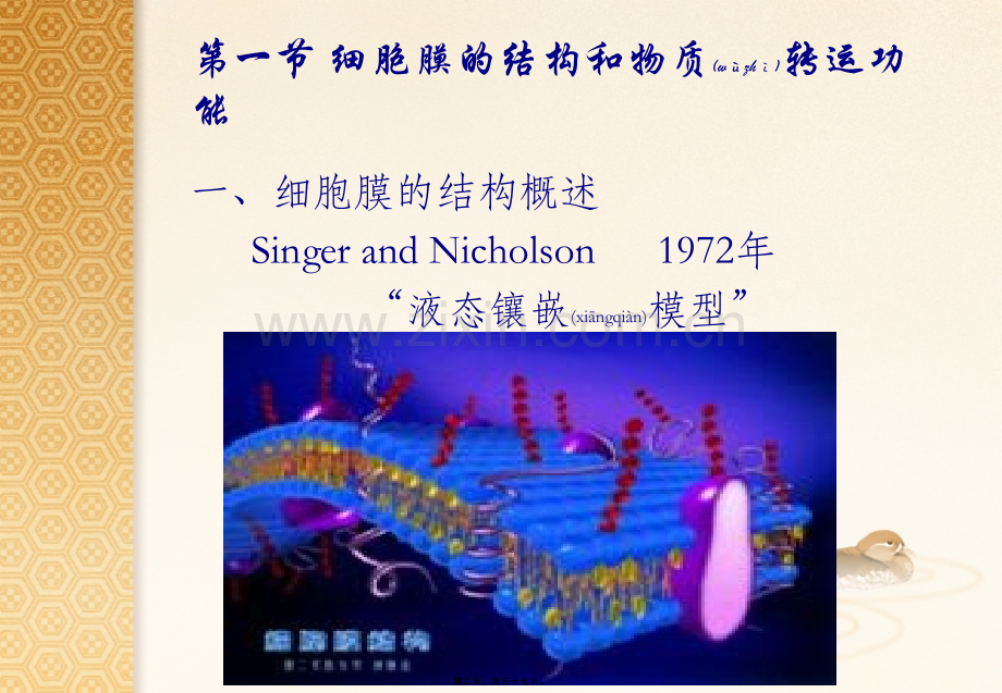 第二篇-细胞基本功能.ppt_第2页