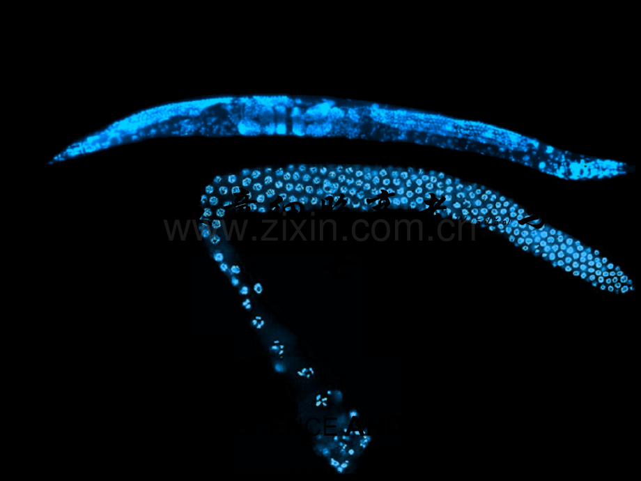 第十五章细胞衰老与凋亡.ppt_第1页