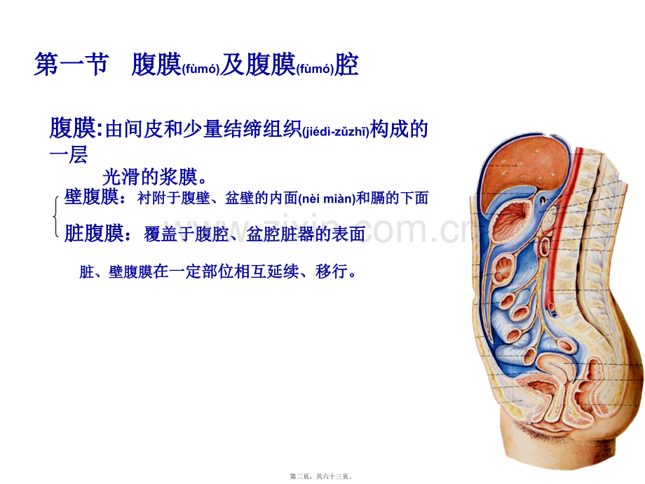 结肠上区(一)局解.ppt_第2页
