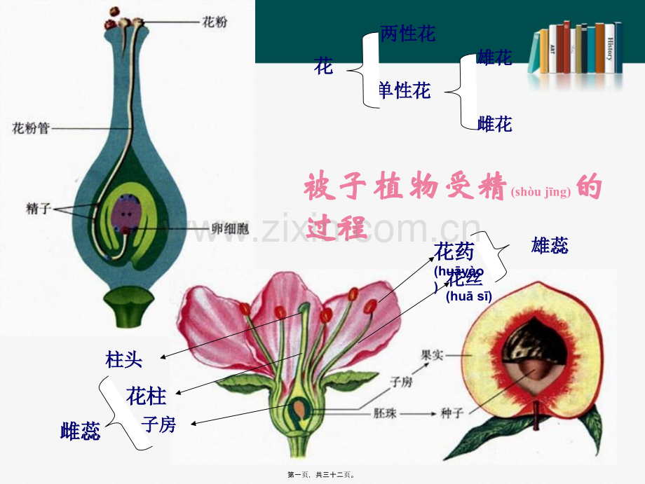 精子与卵细胞结合形成受精卵.ppt_第1页