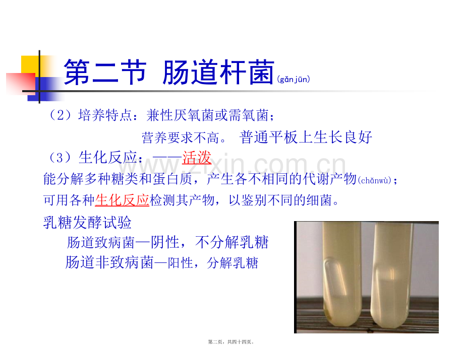 第二节肠道杆菌.ppt_第2页