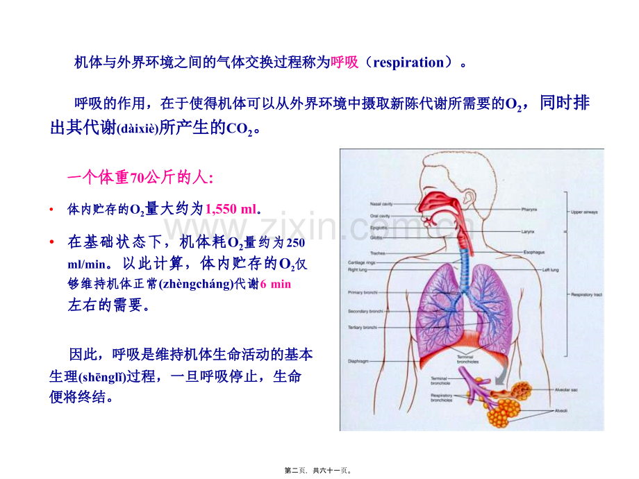 第五章呼吸.ppt_第2页