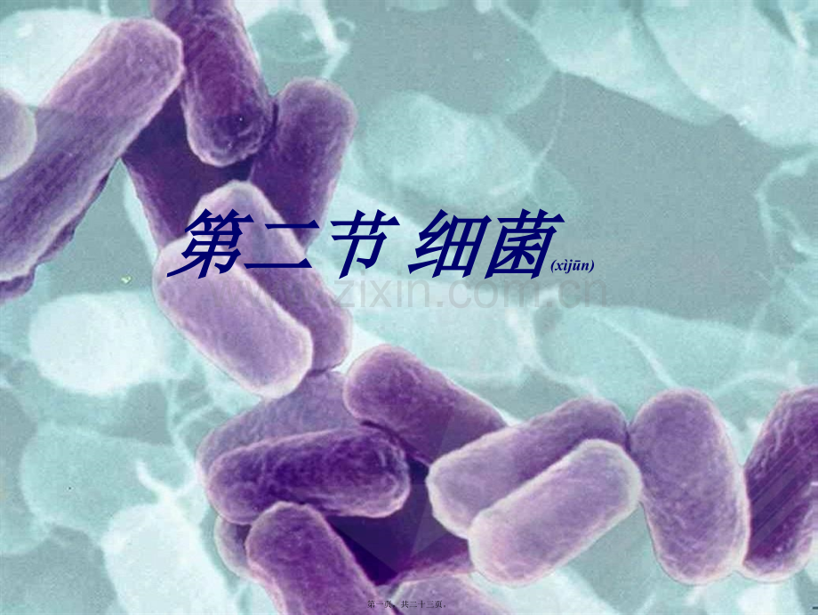 第二节细菌-PPT.ppt_第1页