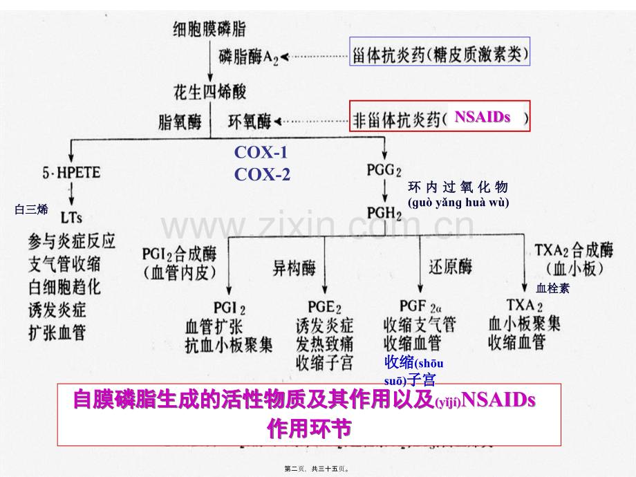 第十六篇-解热镇痛抗炎药.ppt_第2页