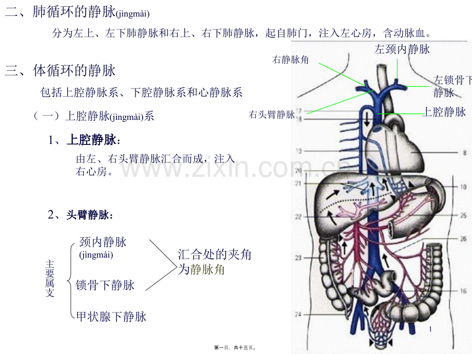 第四节-静脉.ppt_第1页