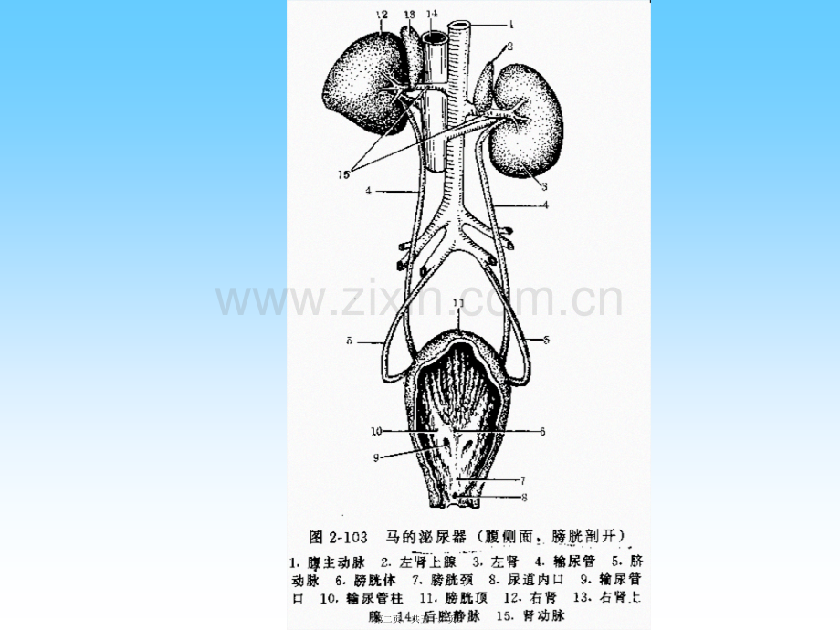 第二篇之泌尿生殖系统.ppt_第2页