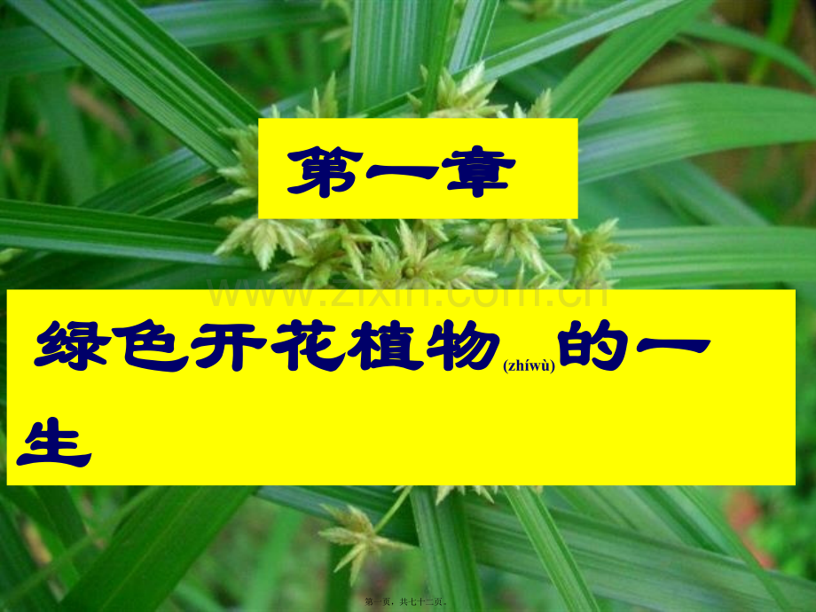 绿色植物的一生总复习吐血制作.ppt_第1页