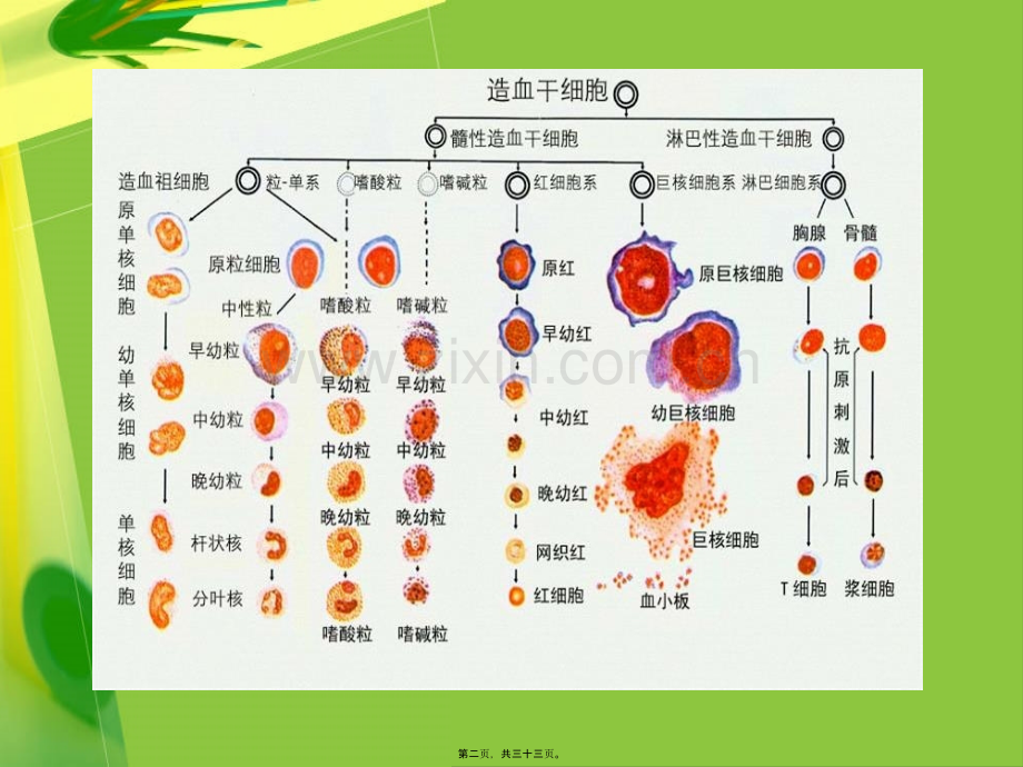 红细胞的分化.ppt_第2页
