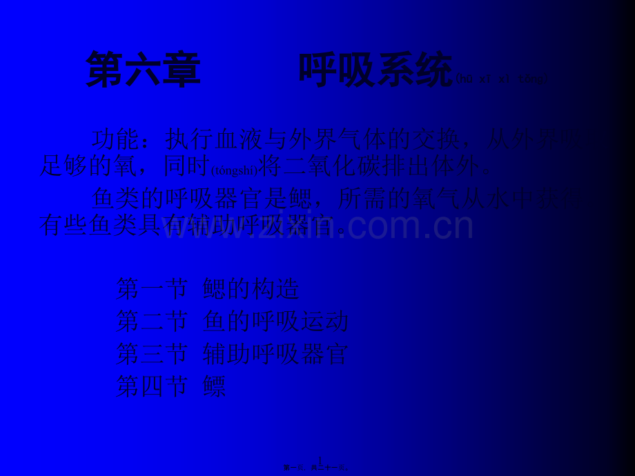 第六章--呼吸系统.ppt_第1页