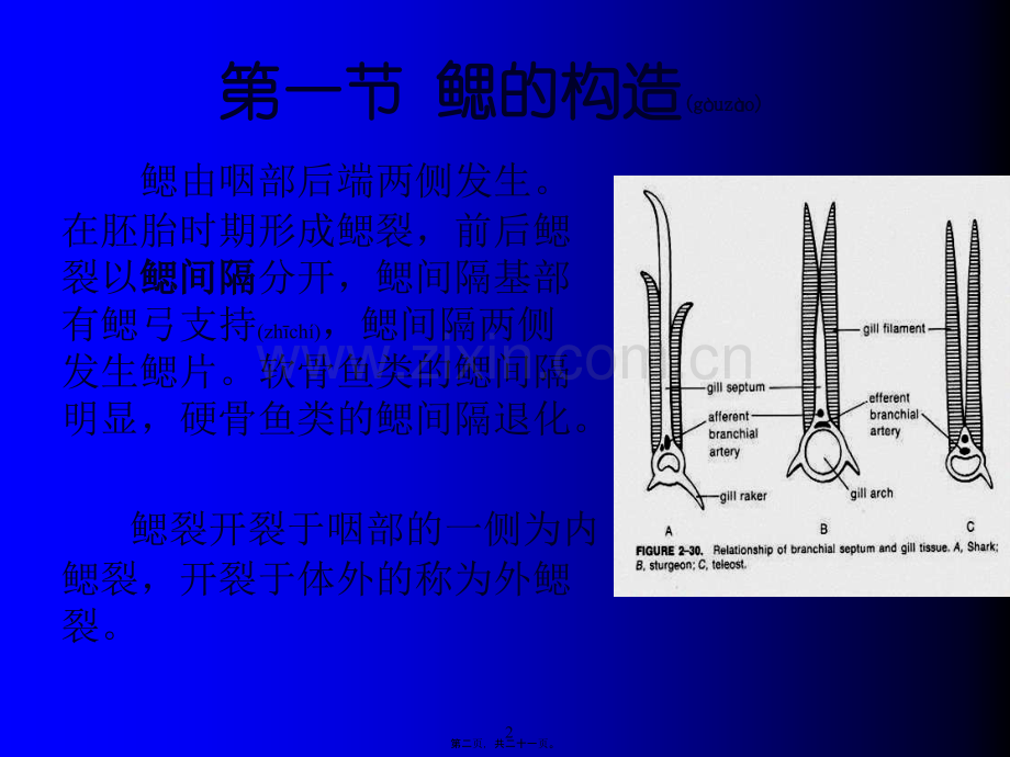 第六章--呼吸系统.ppt_第2页