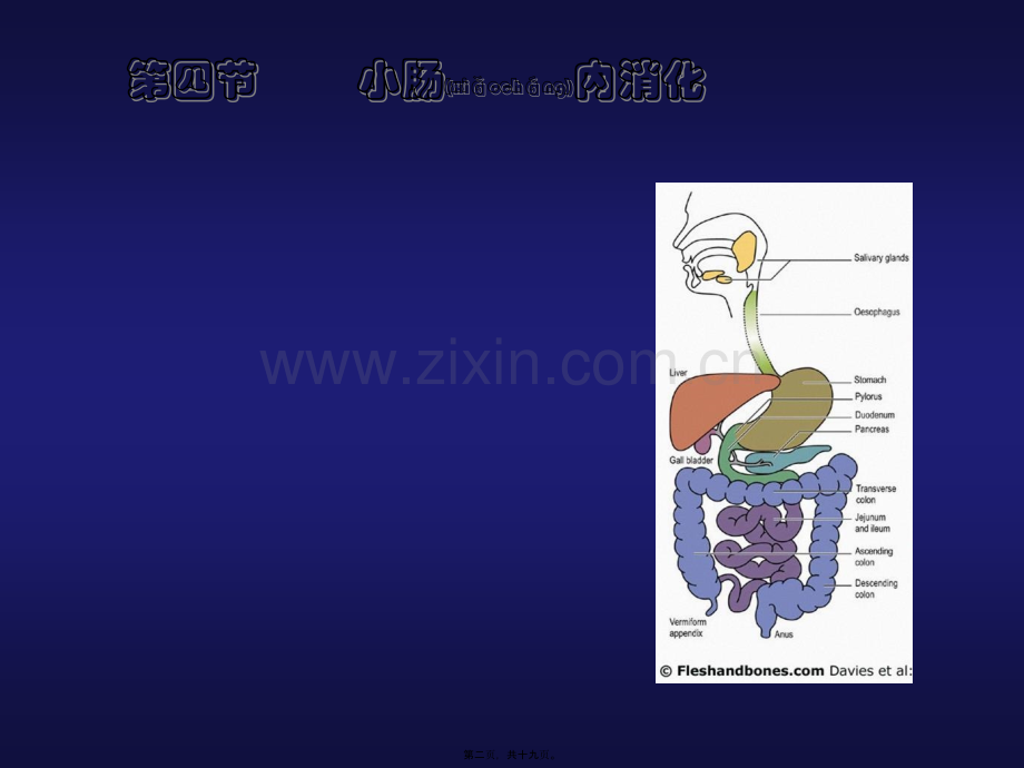 第四节--小肠内消化.ppt_第2页