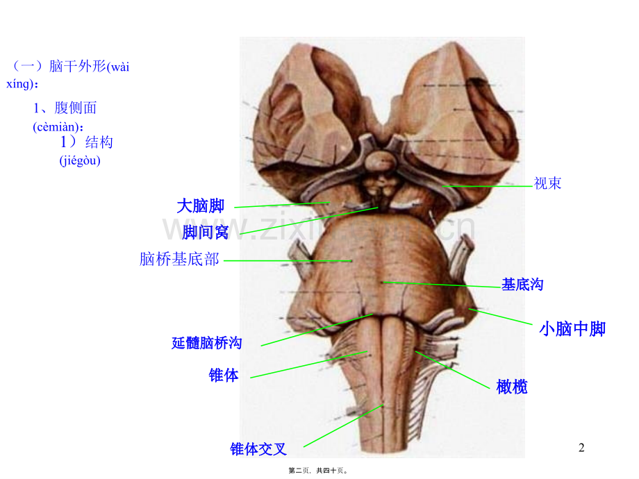 第二节脑.ppt_第2页