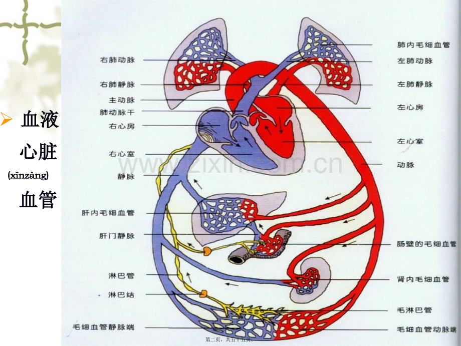 第四篇---血-液-循环.ppt_第2页