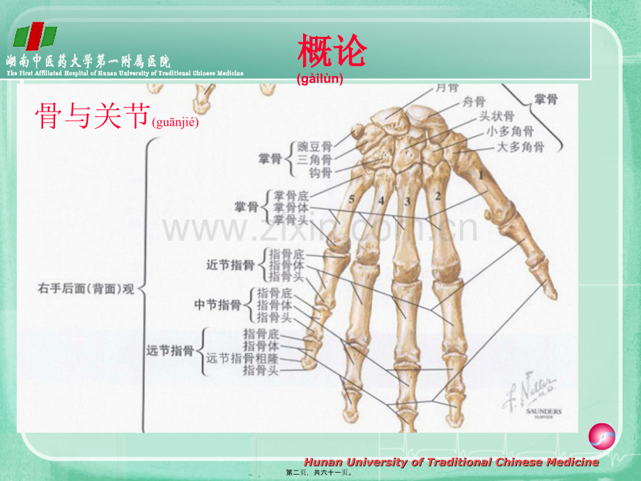 第三节腕、手部筋伤.ppt_第2页
