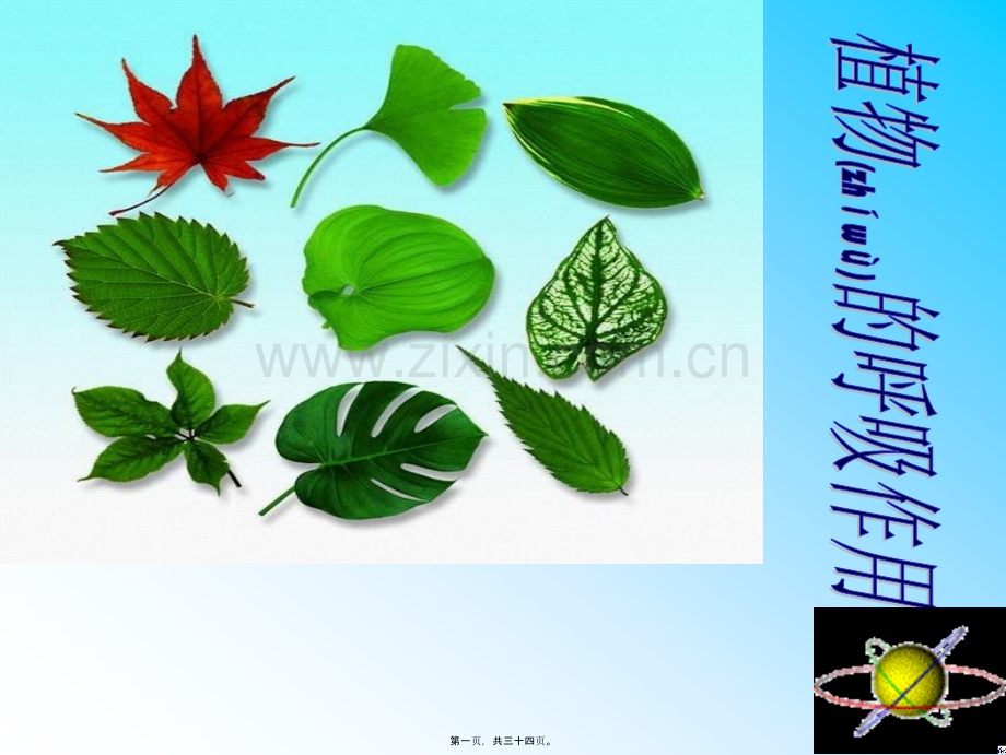 绿色植物的呼吸作用.ppt_第1页