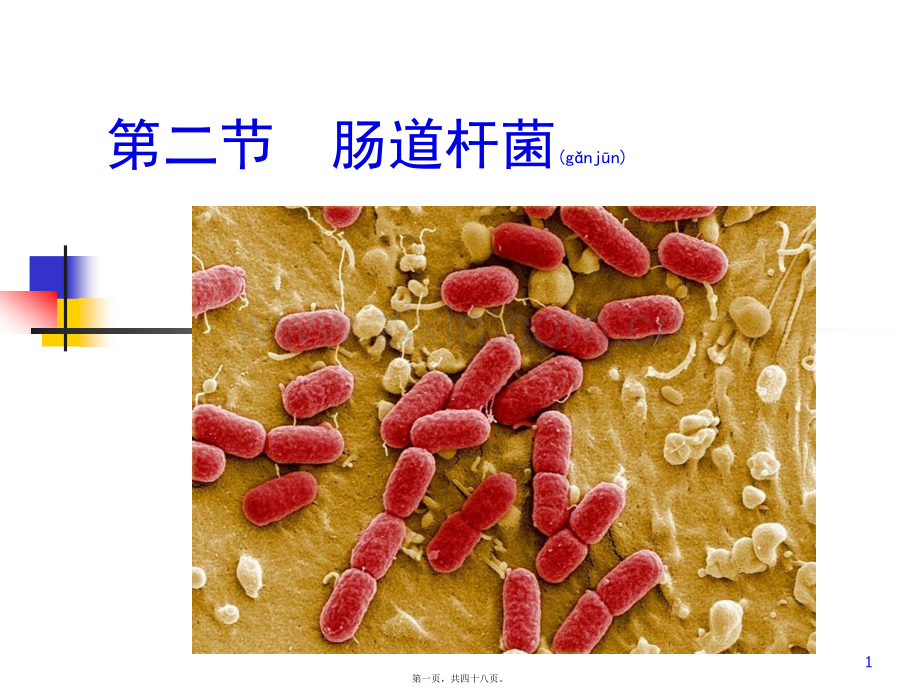 第五章第二节肠道杆菌.ppt_第1页