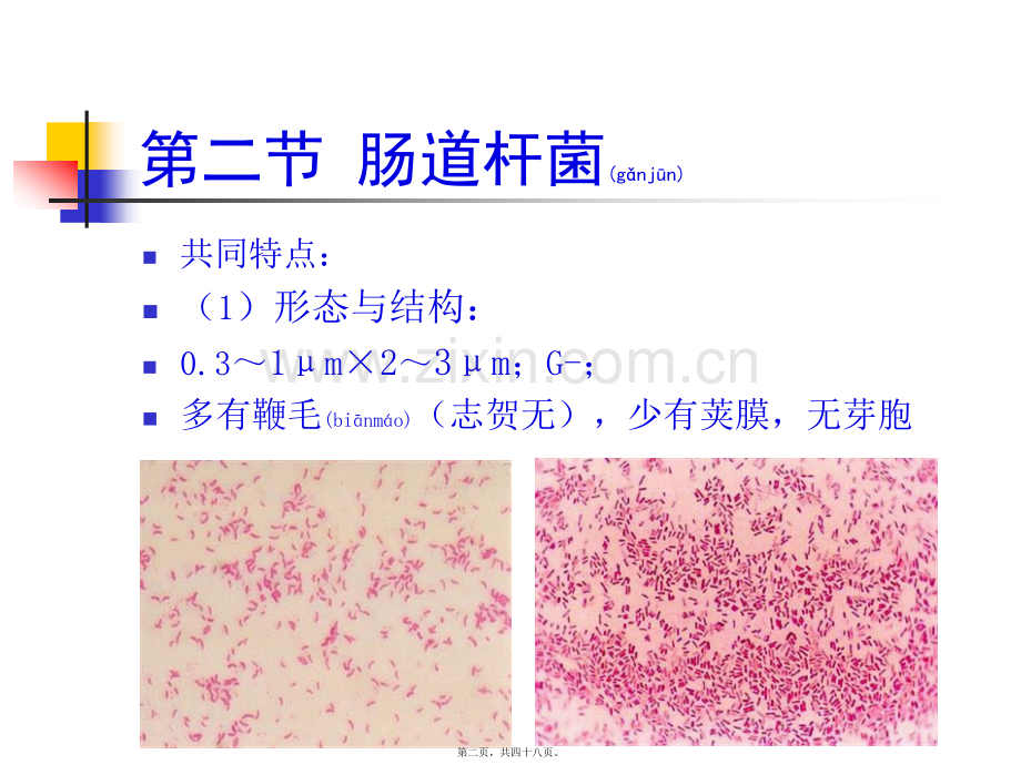 第五章第二节肠道杆菌.ppt_第2页