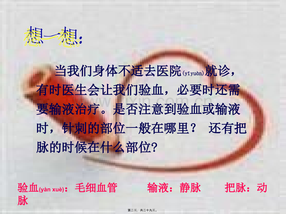 第二节血流的管道-血管新.ppt_第2页