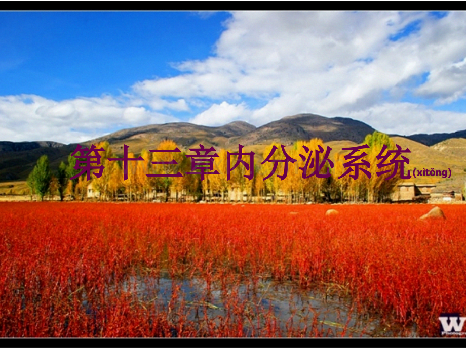第十三章-内分泌系统.ppt_第1页