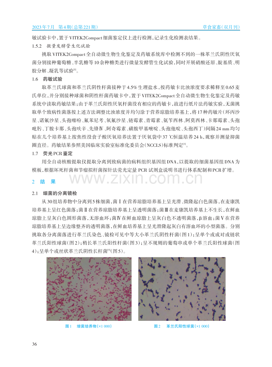 新疆和静县羊腐蹄病细菌分离鉴定及耐药性分析_肖开提.pdf_第3页