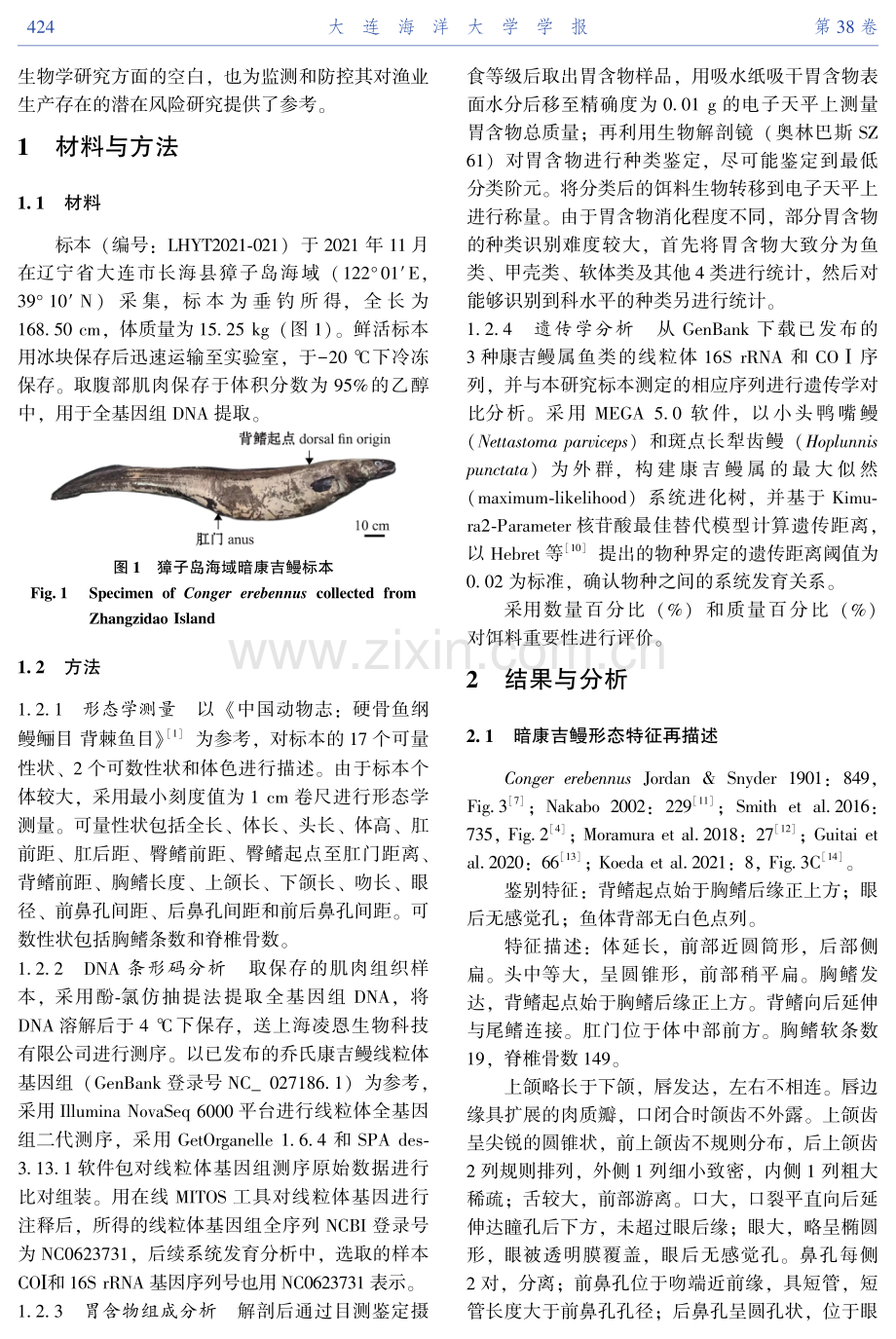 中国沿海鱼类新记录种——暗康吉鳗.pdf_第2页