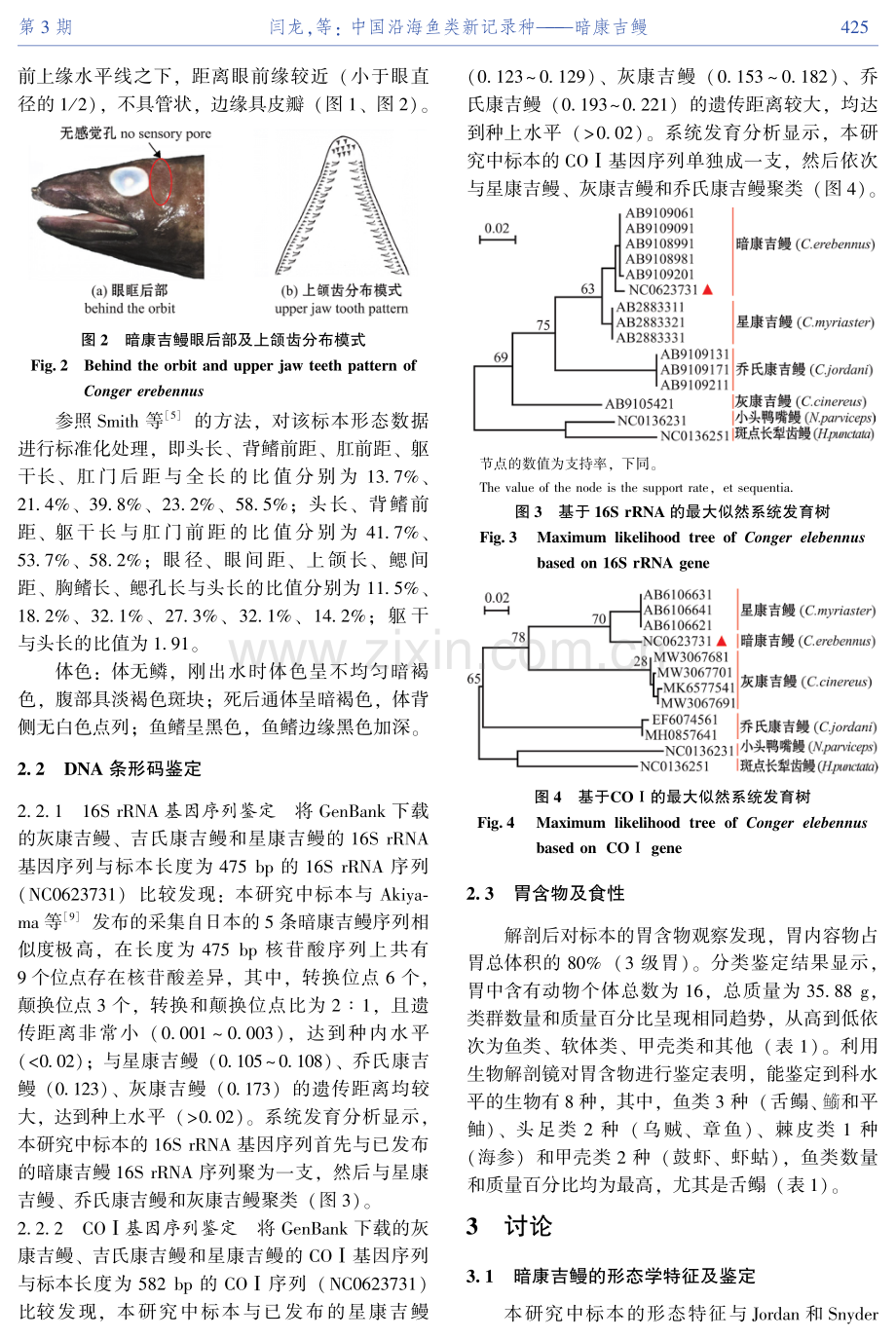 中国沿海鱼类新记录种——暗康吉鳗.pdf_第3页