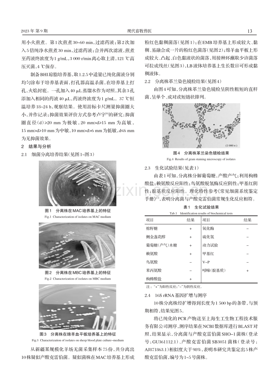 羔羊粪便中产酸克雷伯菌的分离鉴定及药敏试验.pdf_第3页