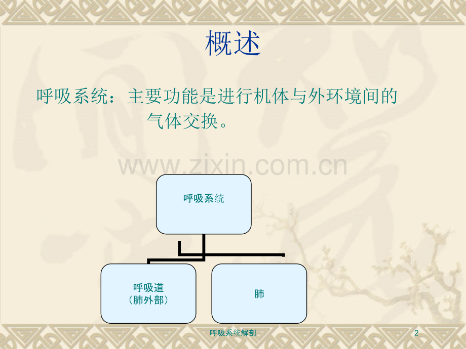 呼吸系统解剖.ppt_第2页