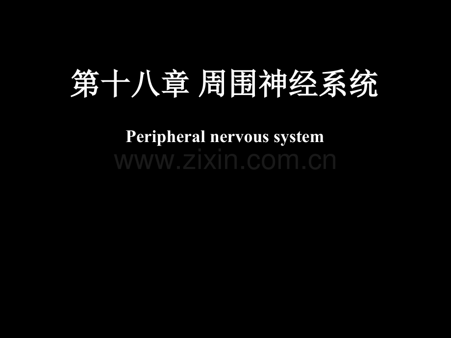 脊神经解剖图.pptx_第1页
