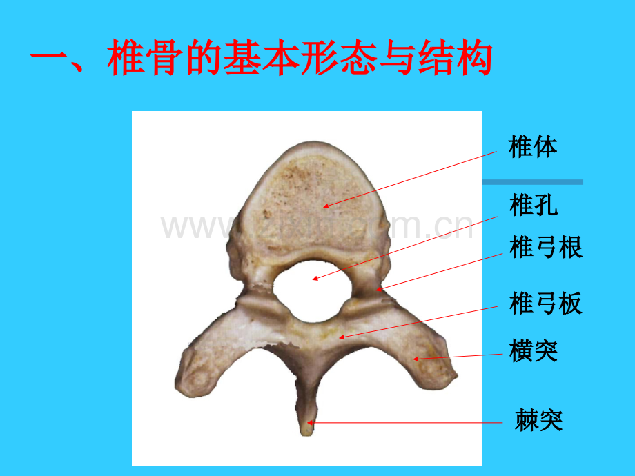 脊椎解剖详解讲义.ppt_第2页