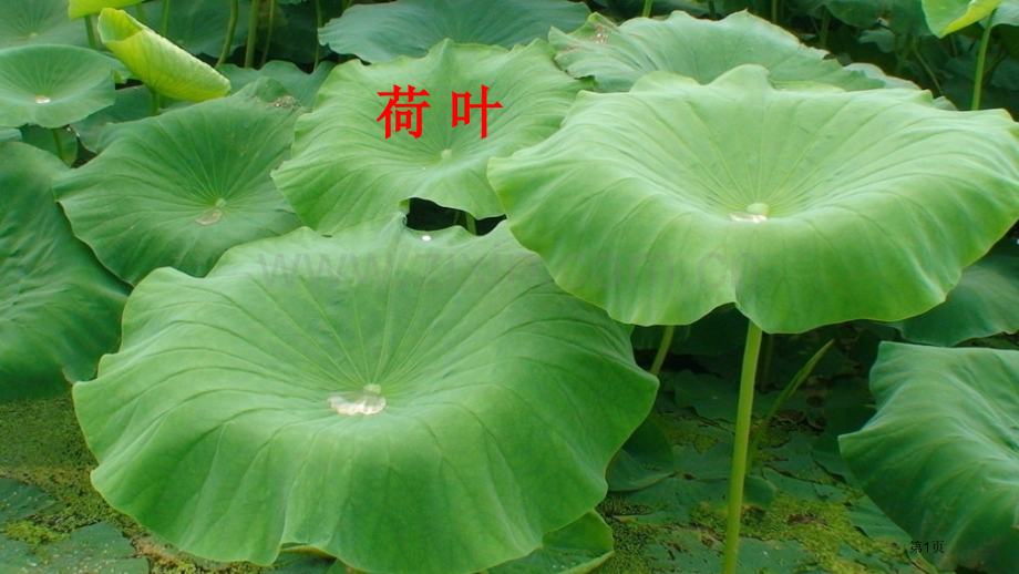 人教版13-荷叶圆圆PPT市公开课金奖市赛课一等奖课件.pptx_第1页