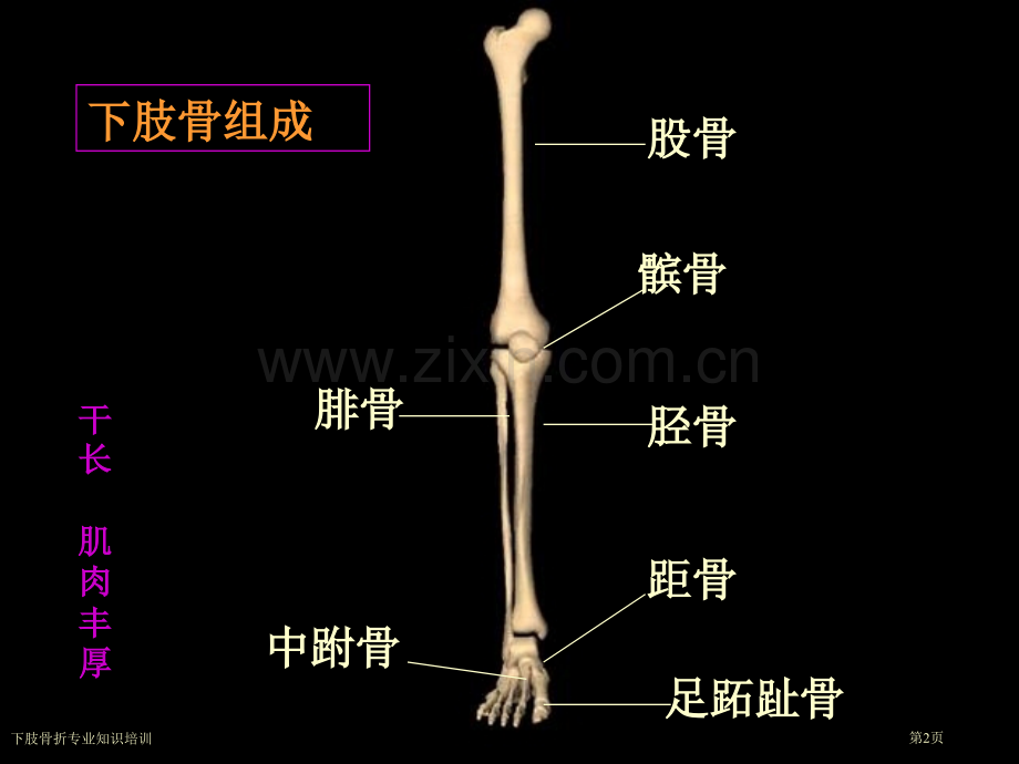下肢骨折专业知识培训.pptx_第2页