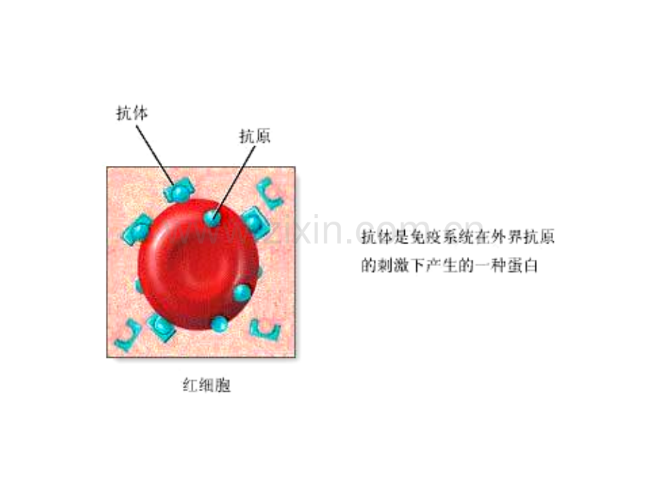 免疫学检测技术PPT培训课件.ppt_第2页