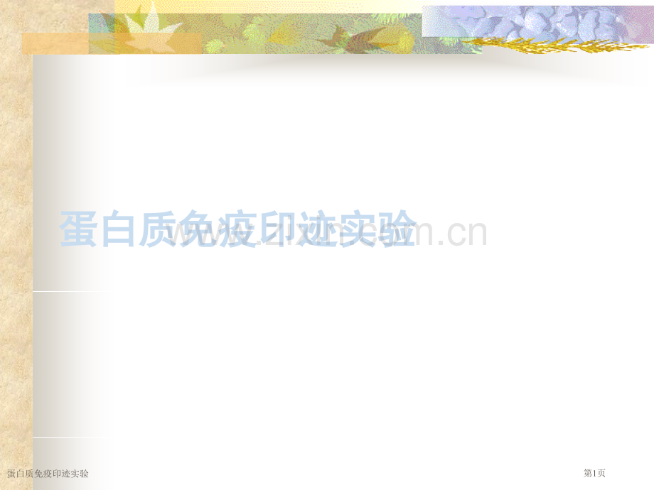 蛋白质免疫印迹实验.pptx_第1页