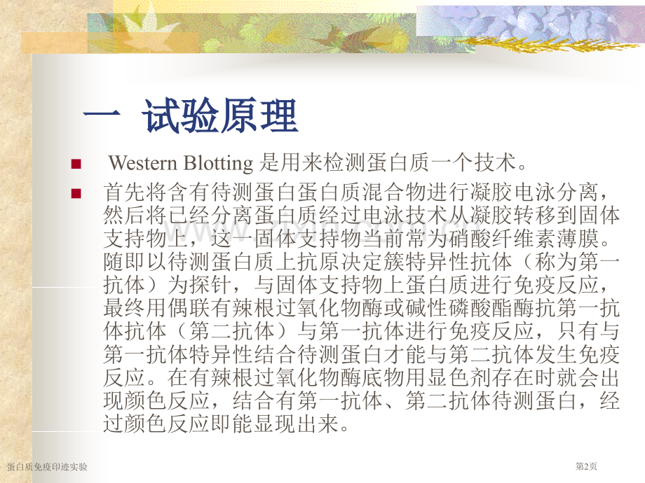 蛋白质免疫印迹实验.pptx_第2页