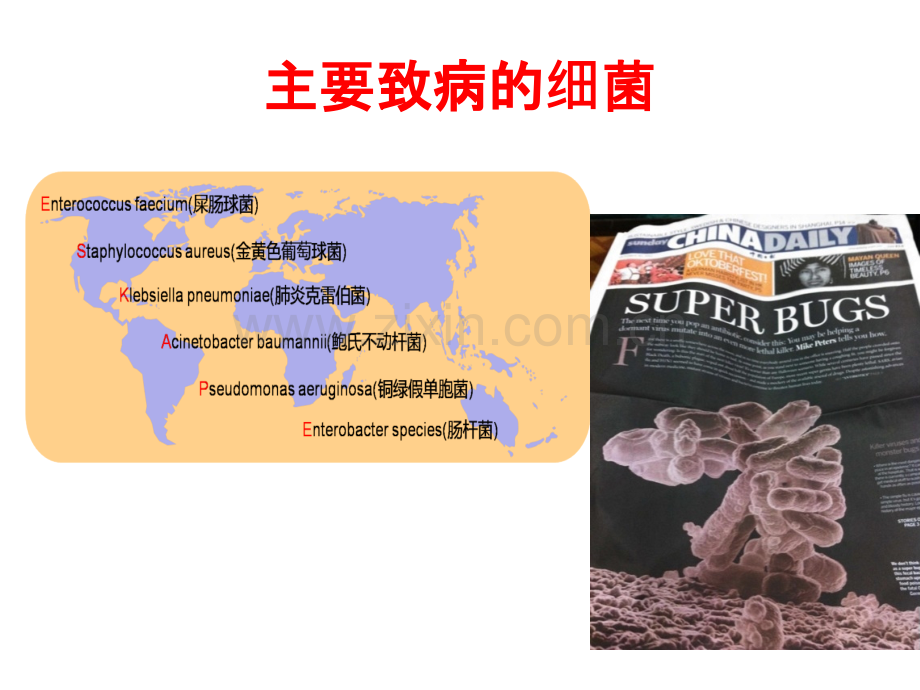 CRE的流行分布及耐药机制医学知识讲解讲义.ppt_第2页