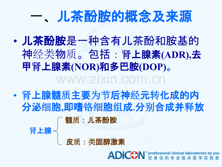 儿茶酚胺PPT课件.ppt_第2页