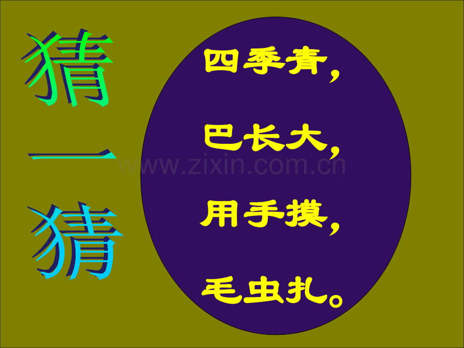 《仙人掌》ppt.ppt_第1页