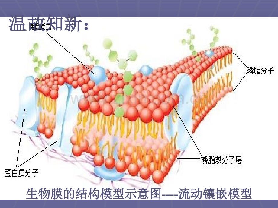 物质跨膜的运输方式.ppt_第2页